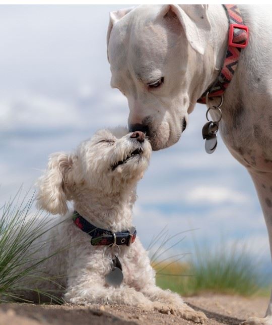 Adult dog touching nose of their pup lovingly